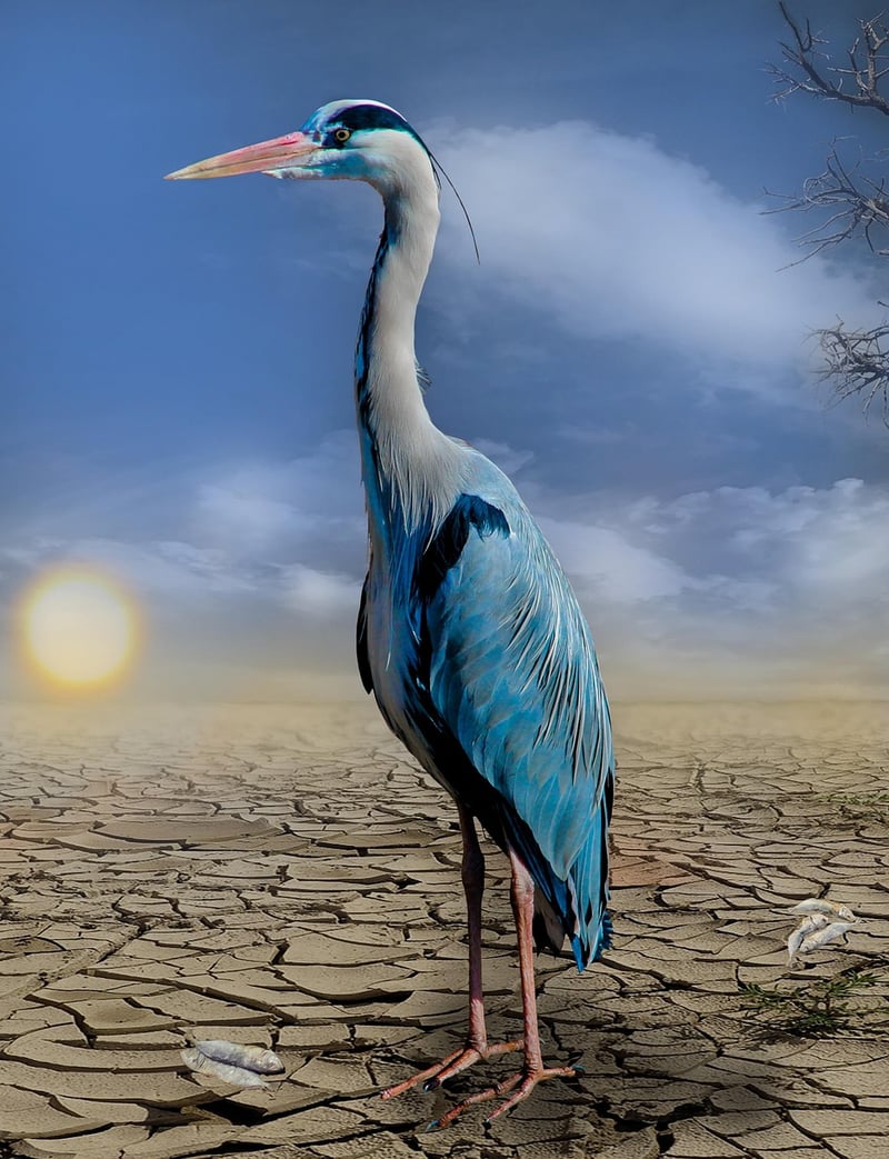 Climate-Specific Choices